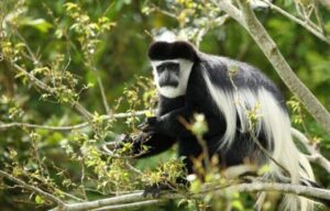 3 Days Chimpanzee Tour