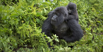 gorilla safaris