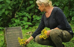 Rwanda gorilla safaris