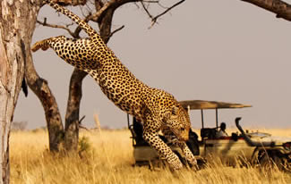 Rwanda safaris