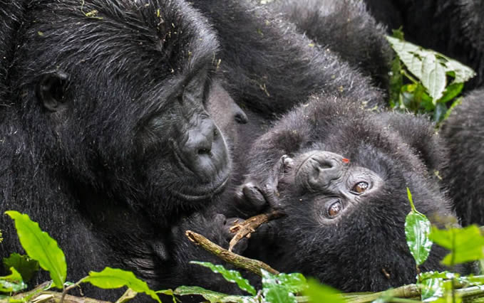 About Mountain Gorillas | Gorilla Trek Africa Mountain gorilla facts