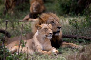 5 Days Rwanda Gorilla Tour