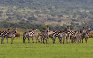3 Days Akagera National Park