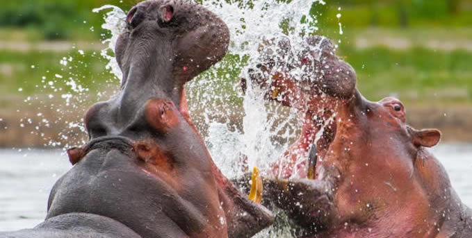 Hippos in Uganda