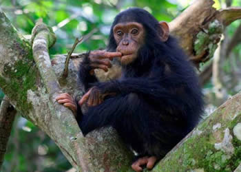 7 Days Uganda Gorilla Safari