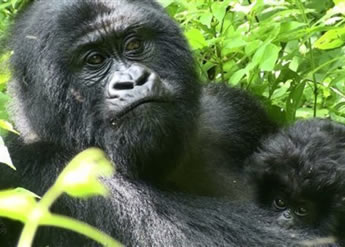 New babies born in Congo