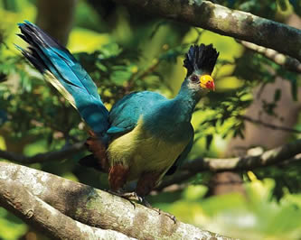 nyungwe national park