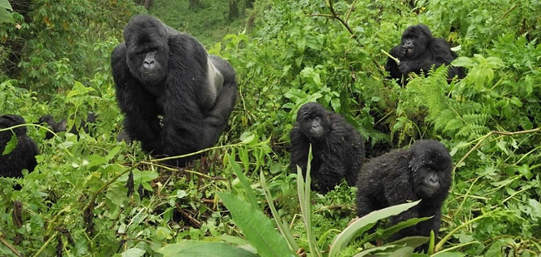 chimpanzee trekking in Uganda
