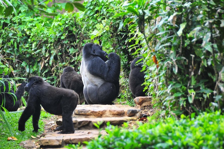 Bwindiimpenetrablenationalpark | Gorilla Trek Africa Bwindi Impenetrable National Park