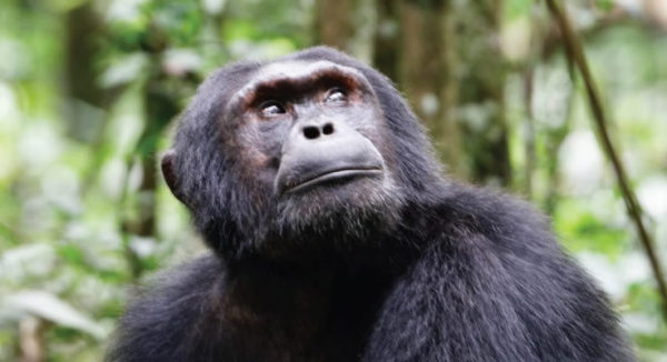 Uganda Chimpanzee Tours