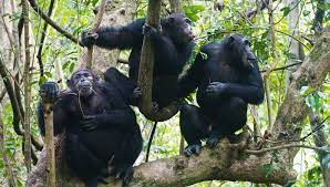 chimpanzees 