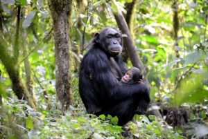 15 Days Uganda safari