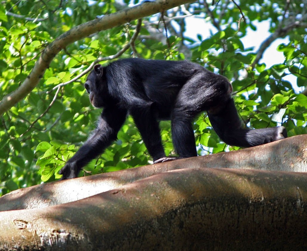 chimpanzees 