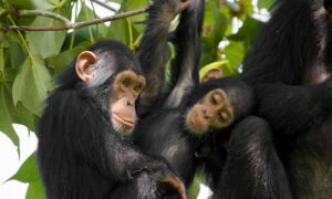 chimpanzees habituation 