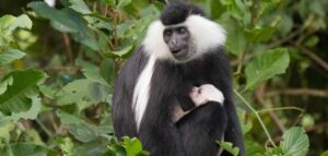 10 Days Rwanda safari