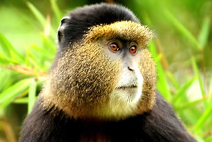 Primate trekking in Uganda