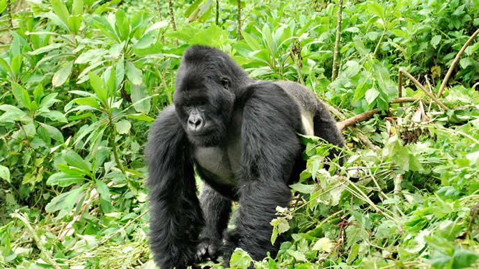 Bwindi Gorilla tours