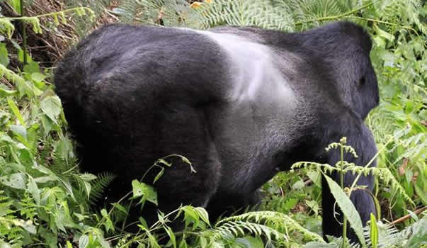 how to choose a gorilla family