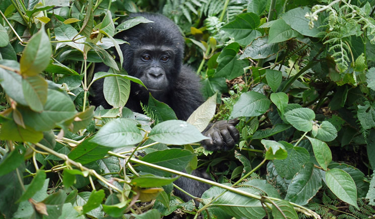 Costing gorilla tour