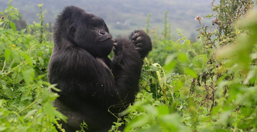 Getting ready for gorilla trekking