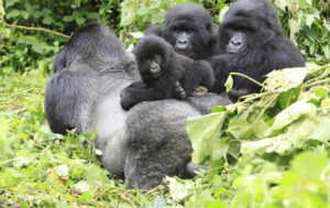 Rwanda gorilla safaris 