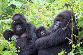 12 Days Uganda Safari