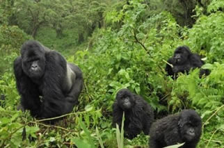 Uganda gorilla tours