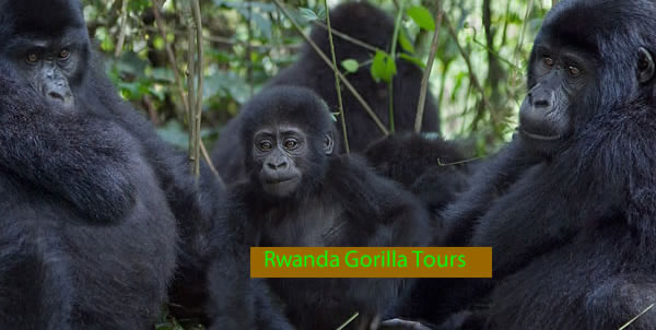 Gorilla trekking safaris