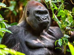 Congo safaris