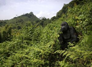 gorilla safaris
