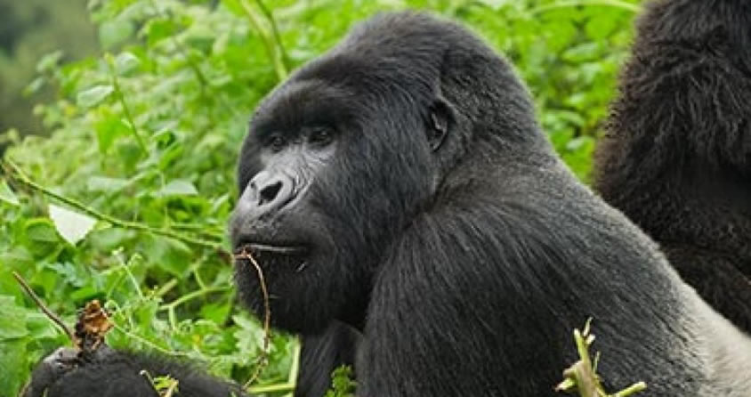 Hirwa Gorilla Group | Gorilla Trek Africa Hirwa gorilla family returns to Rwanda