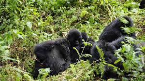 Ethiopia safaris