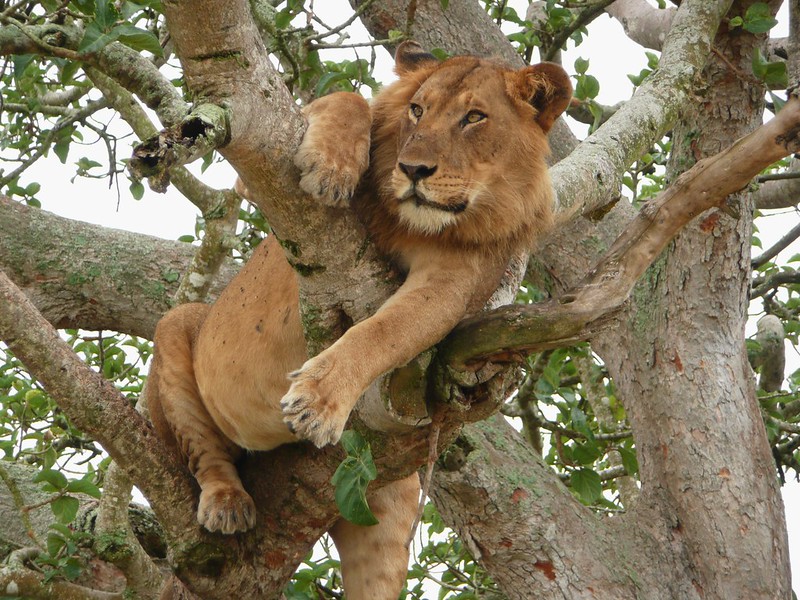 9 days safari 