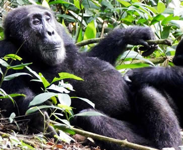 Chimpanzee safari