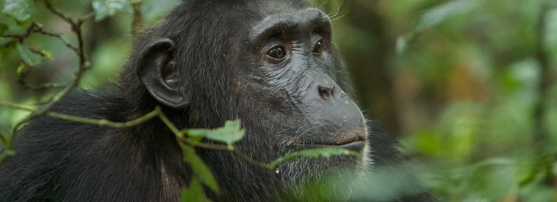 kibalechimpanzees | Gorilla Trek Africa kigali chimpanzee tracking