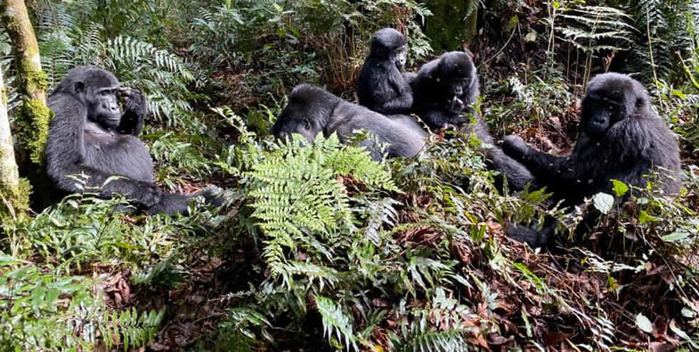 Nshongi Gorilla Family | Gorilla Trek Africa Gorilla families in Rushaga sector
