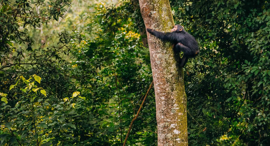 Nyungwe Forest Chimpanzee Tours | Gorilla Trek Africa Chimpanzee trekking in Nyungwe forest