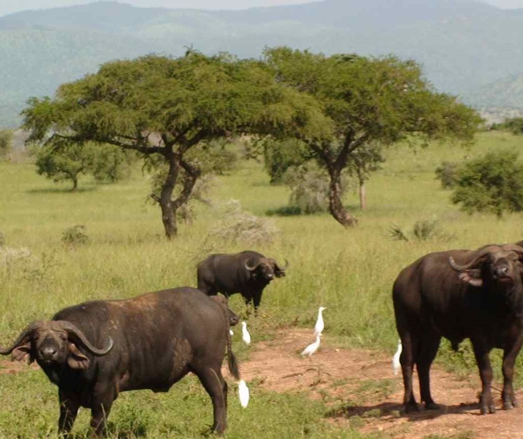 PianUpeWildlifeReserveUganda | Gorilla Trek Africa