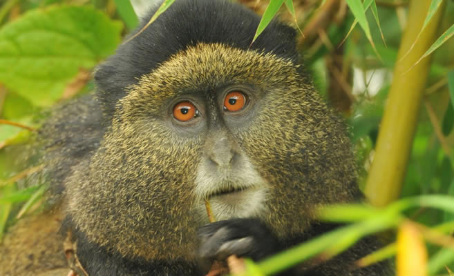 Golden monkey trekking in Uganda