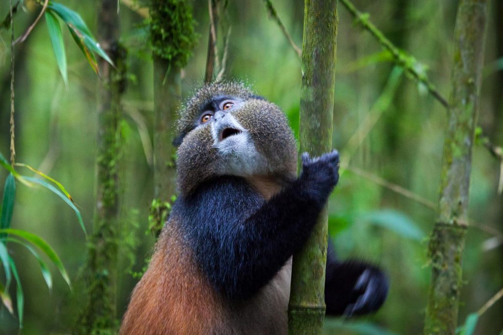 Rwanda safaris