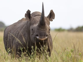 Big five game in Rwanda