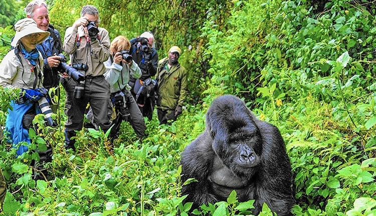 Gorilla trekking