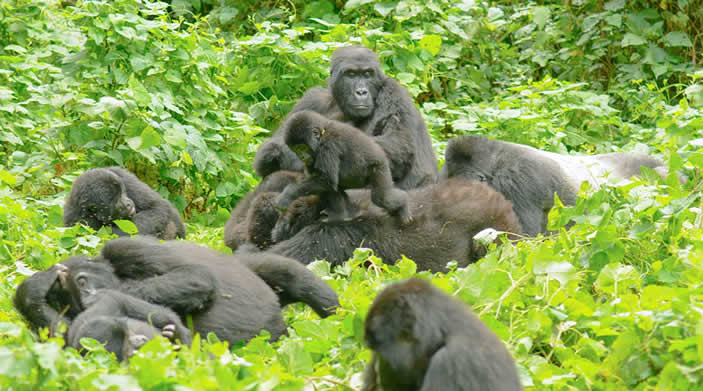 Rwanda Gorilla Tours | Gorilla Trek Africa Gorilla Revenue to Rwanda