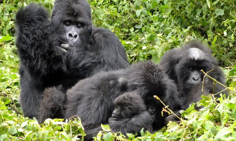 Titus Gorilla family | Gorilla Trek Africa Rwanda gorilla families