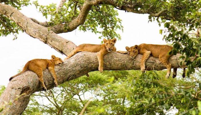 2 days Uganda Gorilla Experience 