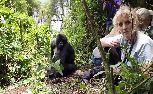 trekkinggorillasinvolcanoesnationalpark | Gorilla Trek Africa gorilla habituation