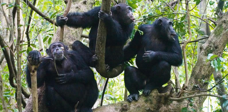 nyungwe national park