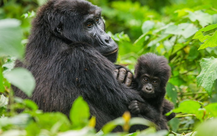 Virunga National park | Gorilla Trek Africa Attractions in Virunga national park