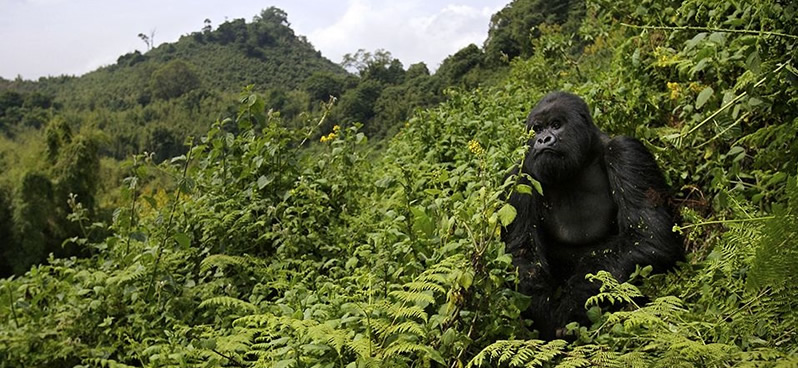 Volcanoes National Park | Gorilla Trek Africa Vegetation in Volcanoes National Park