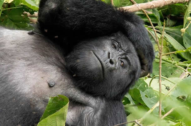 gorilla permits